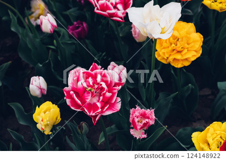Colorful tulips. Colorful tulips. 124148922