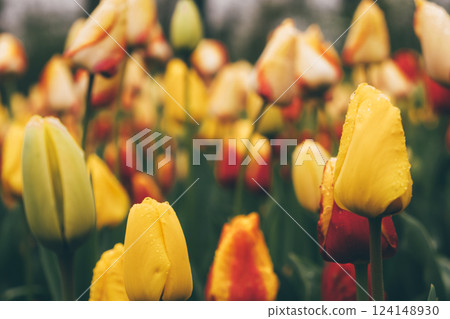 Blooming tulips. 124148930