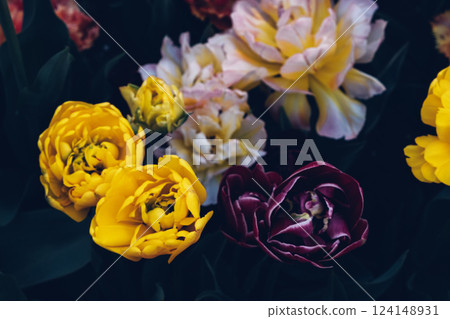 Tulips in bloom. 124148931