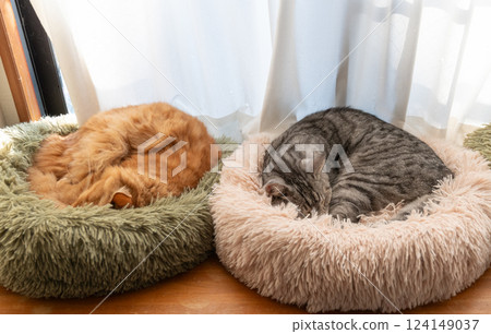 兩隻貓在窗邊放鬆 124149037