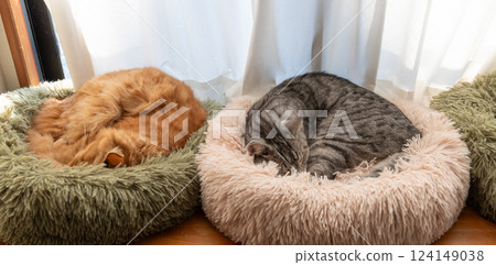 兩隻貓在窗邊放鬆 124149038
