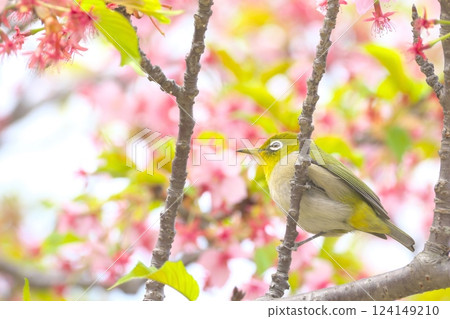 Kawazu cherry tree and mezzo 124149210