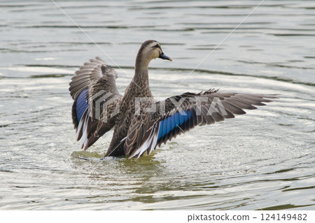 一隻張開翅膀的美麗鴨子① 124149482