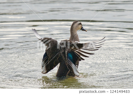 美麗的展翅鴨② 124149483