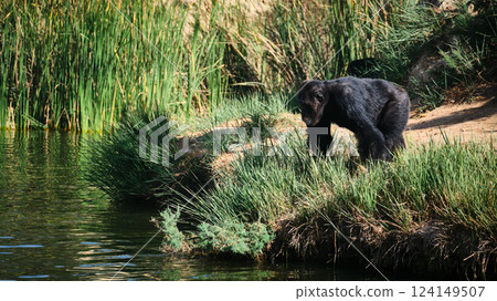 Chimpanzee approaches water Chimpanzee approaches water 124149507