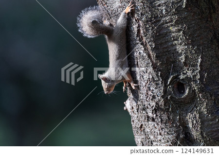 日本松鼠爬樹 124149631