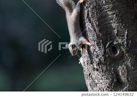 日本松鼠爬樹 124149632