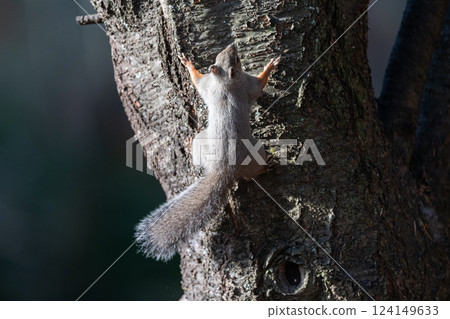日本松鼠爬樹 124149633