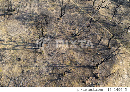 Wildfire aftermath devastating trees in legarda, navarre, spain 124149645