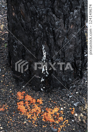 Wildfire damaging pine tree trunk and its surroundings in legarda, navarre, spain 124149674