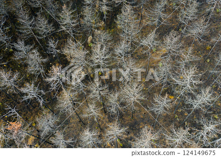 Devastating wildfire leaves charred remains of forest in legarda, navarre, spain Devastating wildfire leaves charred remains of forest in legarda, navarre, spain 124149675