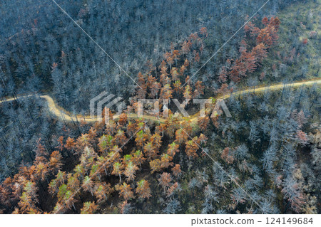 Winding dirt road cutting through a forest affected by wildfire in legarda, navarre, spain 124149684