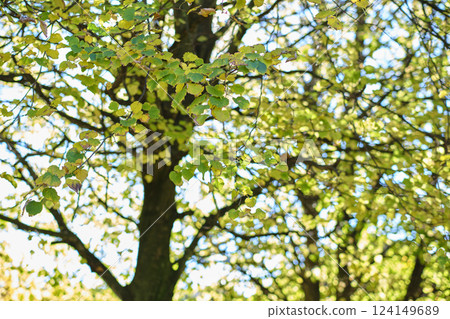 Sunlight filtering through colorful autumn leaves on tree branches 124149689
