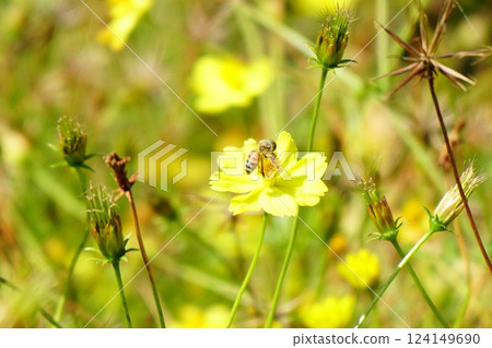 在花困住的蜂 124149690