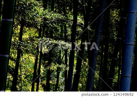 與竹林的風景 124149692