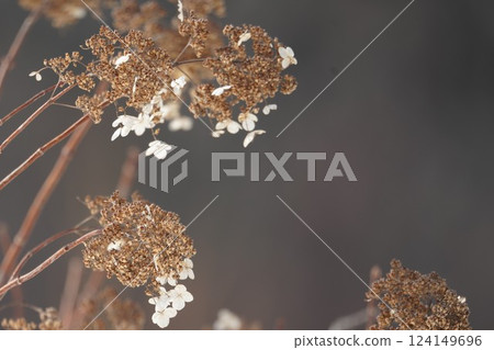 Winter in Hokkaido and Deutzia paniculata Winter in Hokkaido and Deutzia paniculata 124149696