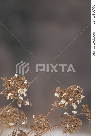 Winter in Hokkaido and Deutzia paniculata 124149700