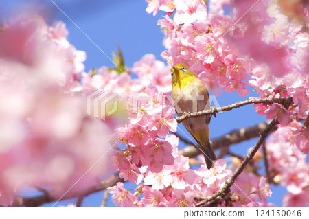 河津櫻花與繡眼鳥 2025-3 124150046