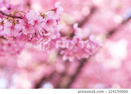 河津櫻花（特寫8）2025 124150060