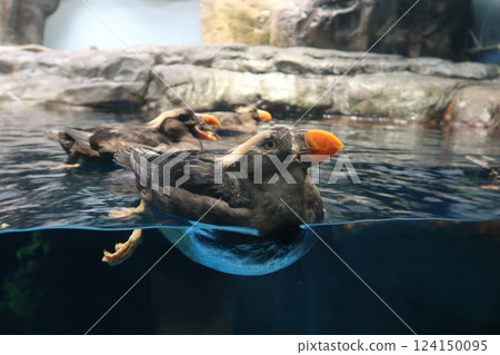 [Kaiyukan: A tufted puffin with a serious look on its face] 124150095