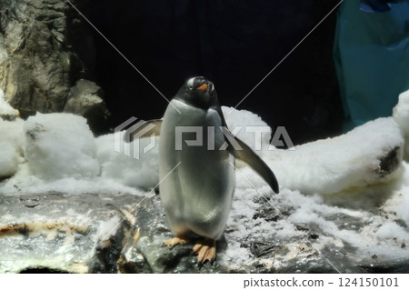 [Kaiyukan: The Body of a Gentoo Penguin] 124150101