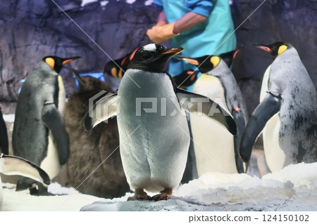 [Kaiyukan: Profile of a Gentoo Penguin] 124150102