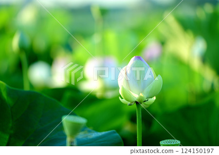 在農村看到的蓮花 在農村看到的蓮花 124150197