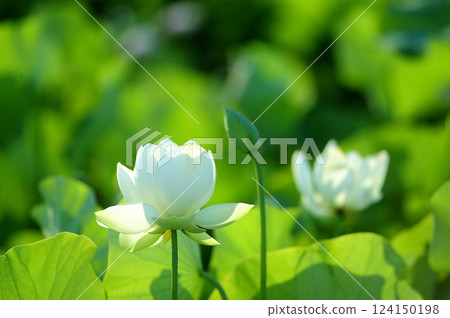 在農村看到的蓮花 在農村看到的蓮花 124150198