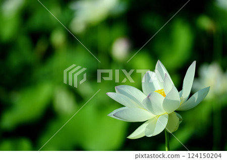 在農村看到的蓮花 124150204