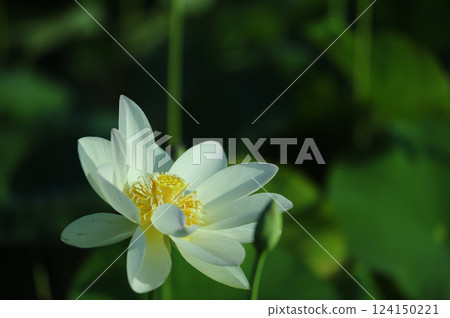 Lotus flowers seen in the countryside Lotus flowers seen in the countryside 124150221