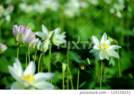 Lotus flowers seen in the countryside Lotus flowers seen in the countryside 124150231