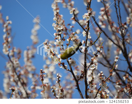Mejiro吮吸梅花的蜂蜜 124150253