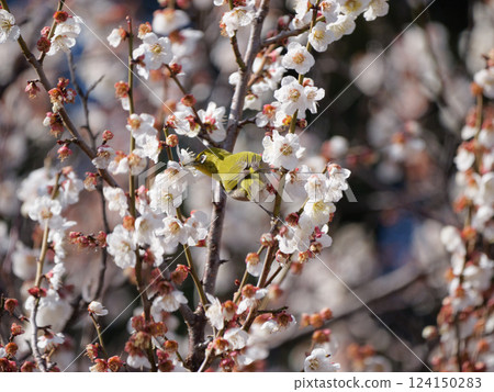 White-eye that sucks the nectar of plum blossoms White-eye that sucks the nectar of plum blossoms 124150283
