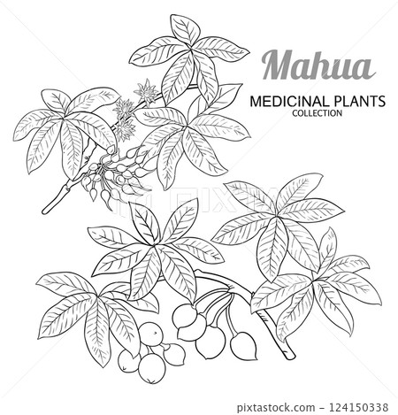 Mahua Branch with Flowers Outline Illustration 124150338
