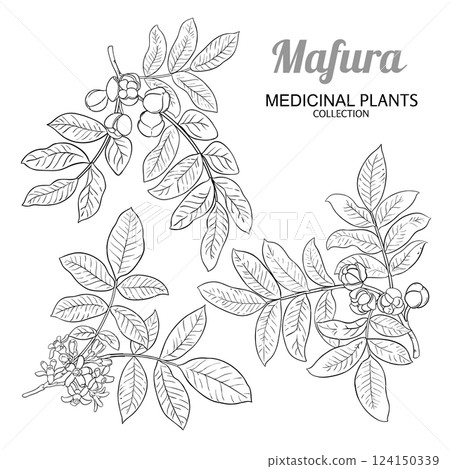 Mafura Branch with Flowers Outline Illustration. 124150339
