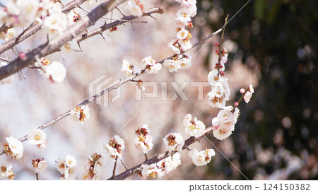 藍天白雲下盛開的梅花 124150382