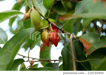 Ripe fruits Bullet wood on branch. 124150444