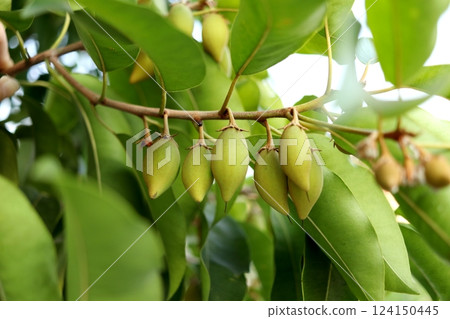 Young fruits Bullet wood on branch in row. 124150445