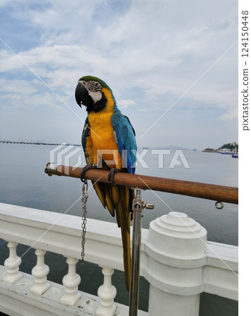 Macaw catching perch near sea. Macaw catching perch near sea. 124150448