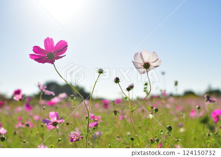 Cosmos of Kamisugata Park (Niigata Prefecture) Cosmos of Kamisugata Park (Niigata Prefecture) 124150732