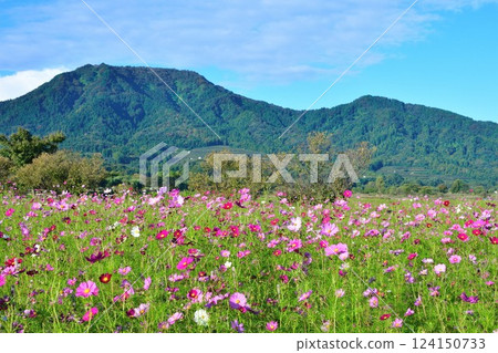 Cosmos of Kamisugata Park (Niigata Prefecture) Cosmos of Kamisugata Park (Niigata Prefecture) 124150733