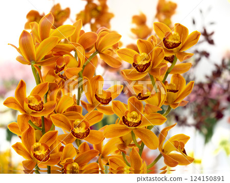 Cut flowers: Orange Cymbidium 124150891