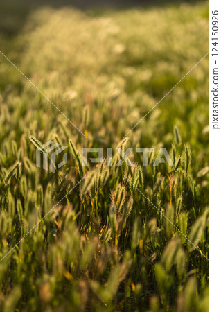 Beautiful ears of grass are located opposite the sun's rays. Ears of grass sway in the wind. Beautiful rays of sunset, evening sun. Beautiful ears of grass are located opposite the sun's rays. Ears of grass sway in the wind. Beautiful rays of sunset, evening sun. 124150926