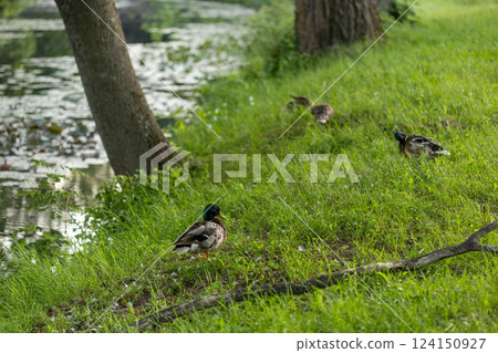 Ducks lie and walk on the green grass. Ducks rest and clean their feathers. Beautiful trees and lake, river in the background. Duck family. Ducks lie and walk on the green grass. Ducks rest and clean their feathers. Beautiful trees and lake, river in the background. Duck family. 124150927