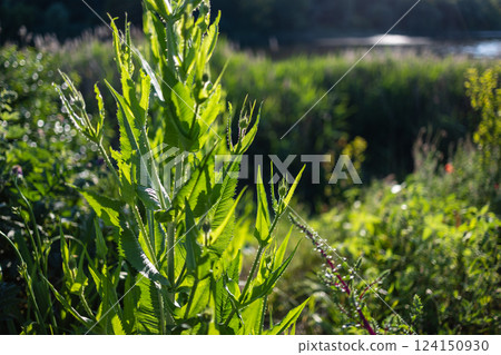 Sunlight illuminates vibrant green wild plants growing densely in a natural setting. In the background, tall grasses and trees create a lush, peaceful atmosphere soft shadows adding depth to the image Sunlight illuminates vibrant green wild plants growing densely in a natural setting. In the background, tall grasses and trees create a lush, peaceful atmosphere soft shadows adding depth to the image 124150930
