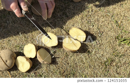 製作種薯：用刀切割 124151035