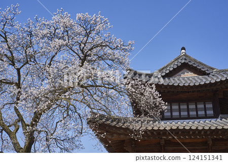 Spring Cherry blossoms in Deoksugung royal palace of Joseon dynasty in Seoul, South Korea Spring Cherry blossoms in Deoksugung royal palace of Joseon dynasty in Seoul, South Korea 124151341