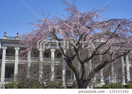 Spring Cherry blossoms in Deoksugung royal palace of Joseon dynasty in Seoul, South Korea 124151342