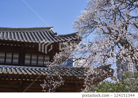 Spring Cherry blossoms in Deoksugung royal palace of Joseon dynasty in Seoul, South Korea 124151344