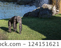 Chimpanzee in the Valencia bioparc 124151621